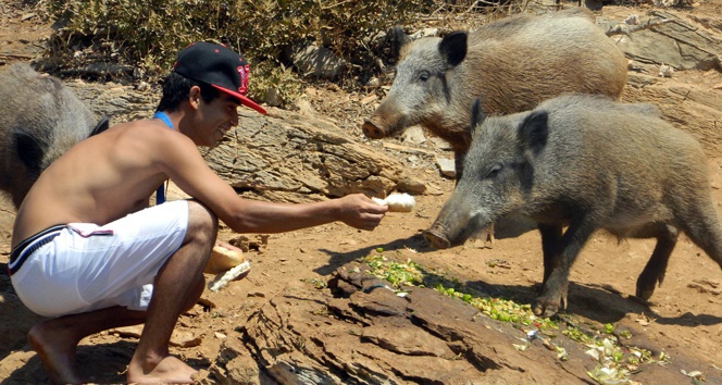 Turistler yaban domuzlarını elleriyle besliyor