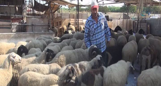 Kurban üreticileri dertli