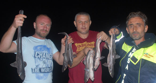 Balıkçıların oltasına köpek balığı takıldı