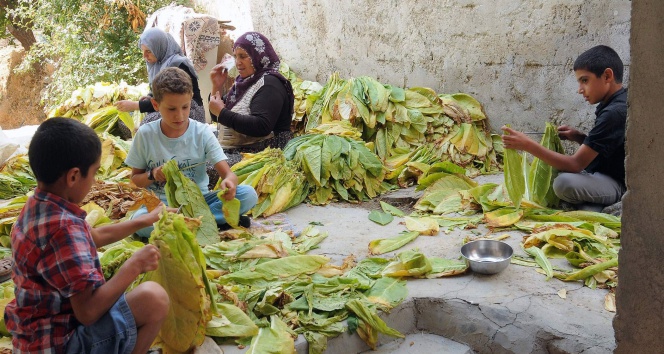 Çelikhan’da tütün hasadı