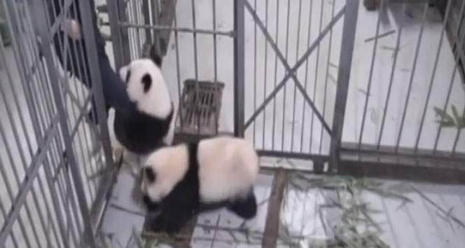 Sevimli panda yavrusu bakıcısını bırakmadı