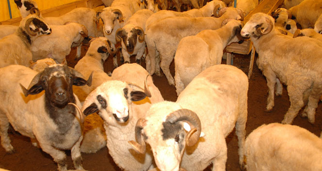 Üsküdar Belediyesi Kurban Bayramı’na hazır