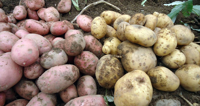 Çambaşı Yaylası’nda patates hasadı