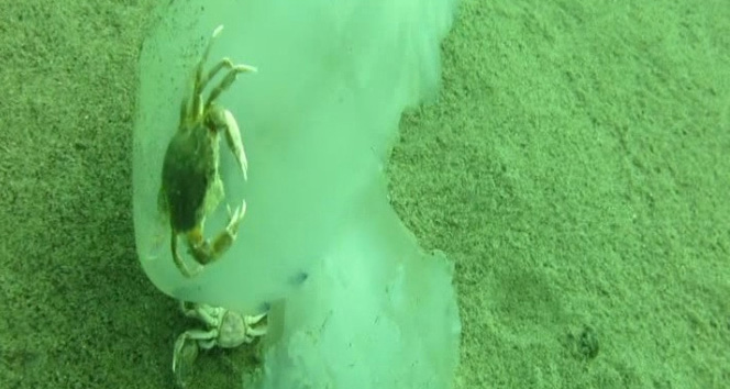 Yengeçler deniz anasına böyle saldırdı