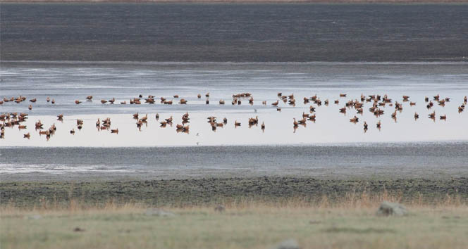 Kuruyan kuyucuk gölü kuş cennetinin kuşları sayıldı