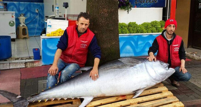 Görenleri şoke eden dev orkinos 10 bin liraya satıldı