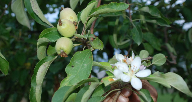 Elma ağacı mevsimi şaşırdı