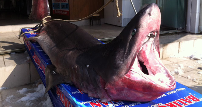 Beylikdüzü açıklarında 1 tonluk köpek balığı yakalandı