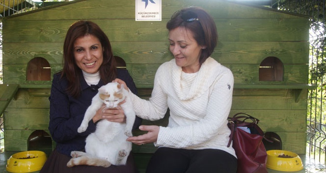 Küçükçekmece’de sokak kedileri yuvalarına kavuştu