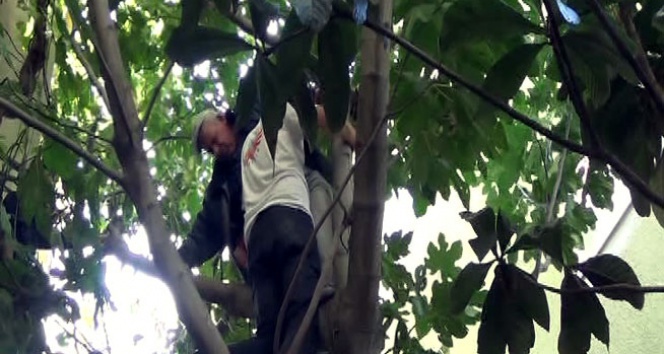 Ağaçta mahsur kalan yaşlı adamı itfaiye kurtardı