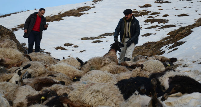 Uçurumdan atlayan 230 koyun telef oldu