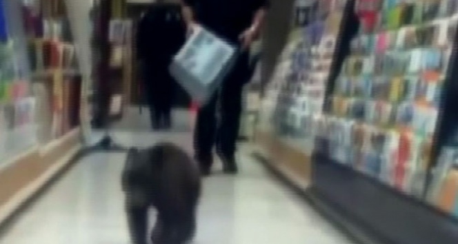 Yolunu şaşıran yavru ayı alışveriş merkezine girdi