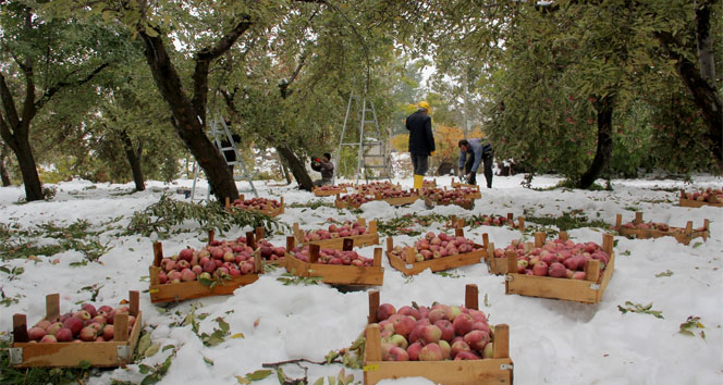Hakkari’de kar kış meyve ağaçlarını vurdu