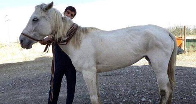 Hayvan severlerden yaralı at için kampanya