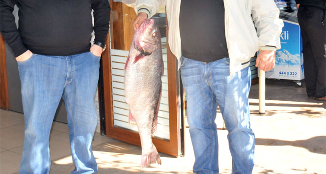 Marmara'da 11.5 kiloluk minekop balığı yakalandı