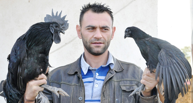 15 bin dolarlık horoz ve tavuk