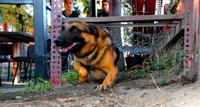 AFAD’ın arama ve iz sürme köpekleri asker gibi eğitiliyor