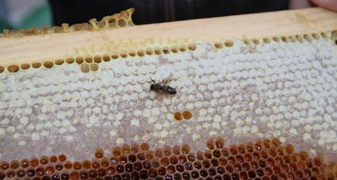 Ardahan'da arı ölümleri