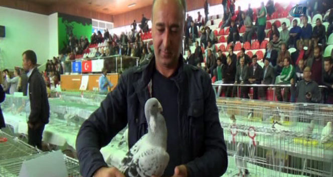 Araba fiyatına güvercin