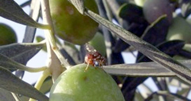 Zeytin sineği ile büyük mücadele