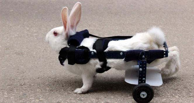 Felçli tavşana protez ayak!