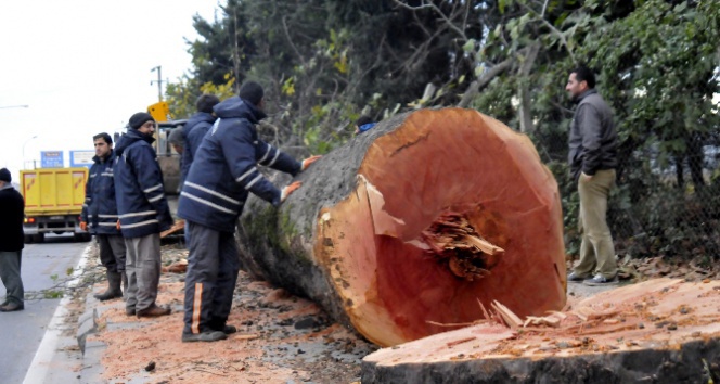 CHP’li belediyenin kestiği ağaçları fakirler yakacak!