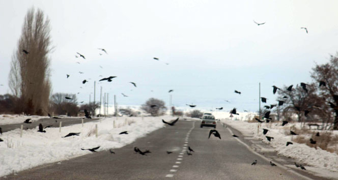 Beyşehir’de aç kalan kuş sürüleri yollara indi