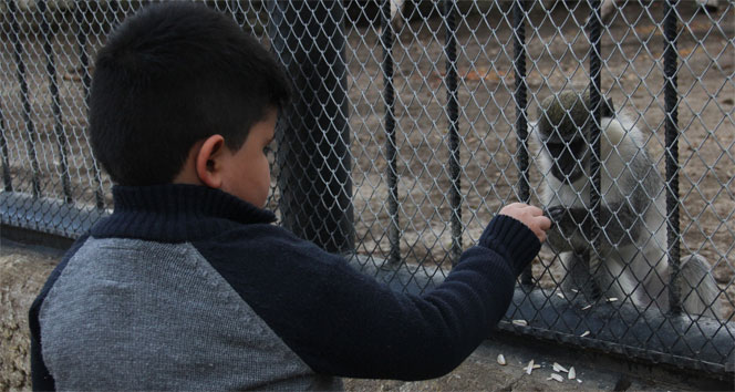 Çekirdek çitleyen maymun ziyaretçilerin gözdesi