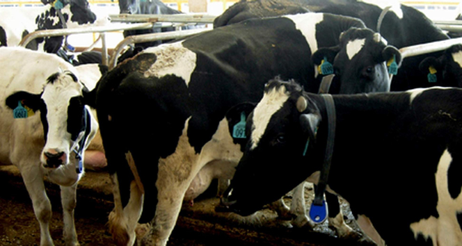 İnek sağan kadının feci sonu