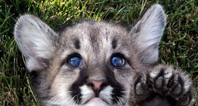 Yavru Puma’ya anket ile isim koyulacak