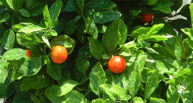 Fethiye orman fidan satışına başladı