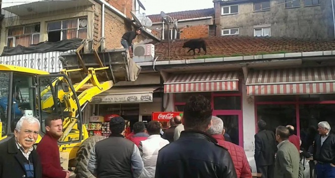 Çatıya çıkan Karabaş&#039;ı kurtarma operasyonu