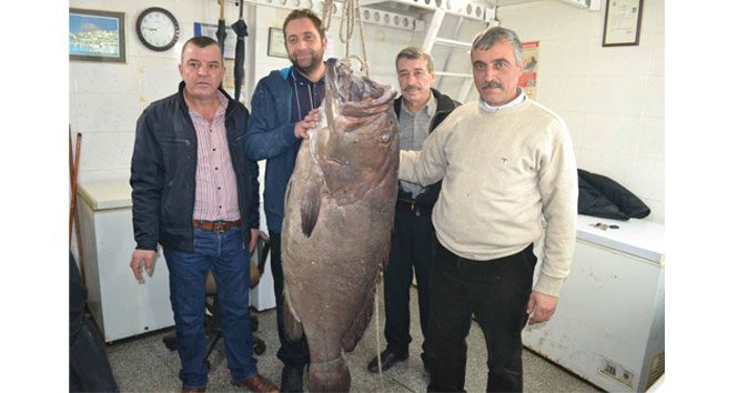 66,5 kiloluk dev lağos balığı!