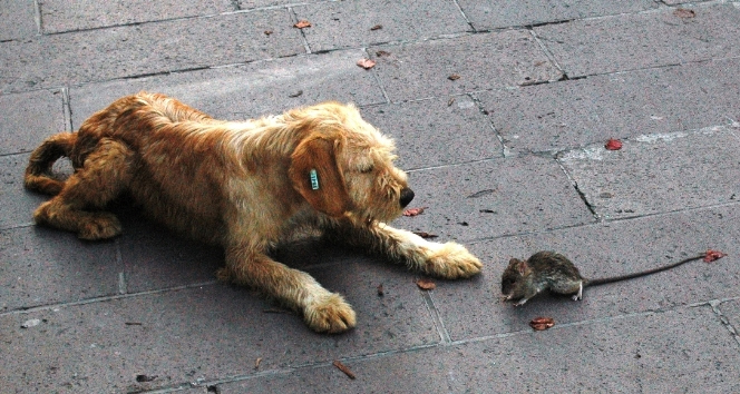 Köpeğin fare ile oyunu şaşırttı!