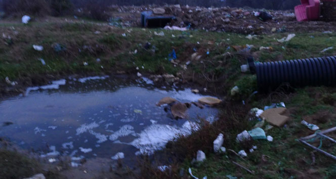Karacabey longozunda çöp ve kanalizasyon tehdidi