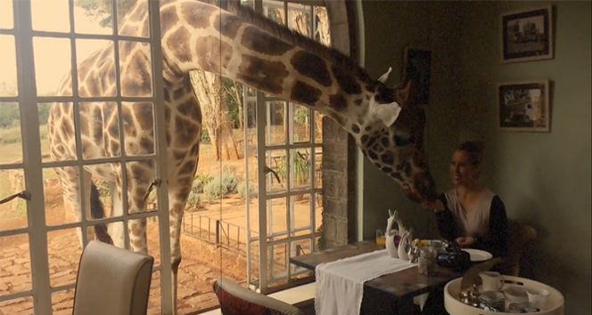 Zürafayla kahvaltı yapmak ister misiniz?
