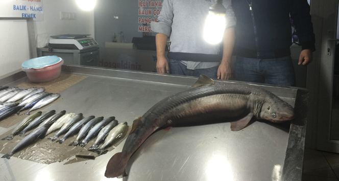 Köpek balığı Ordu’da