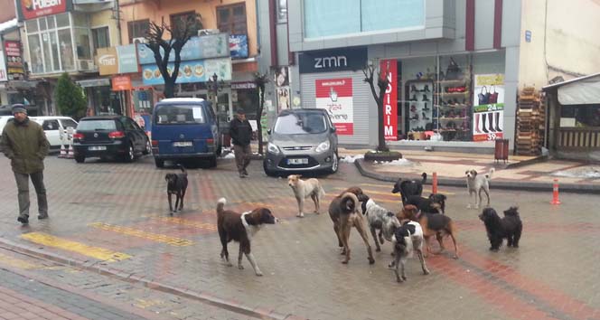 Bu Da Kopek Cetesi