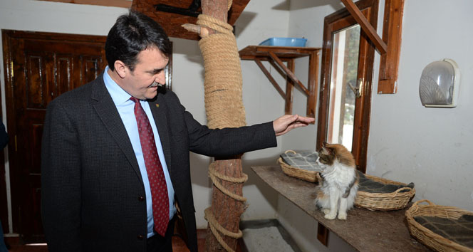 En şanslı kediler Osmangazi’de