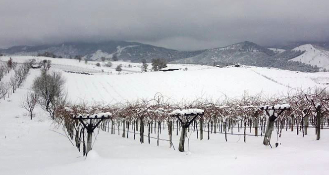 Beytüşşebap’ı don vurdu
