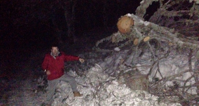 Uludağ Yolu’nda ağaç devrildi