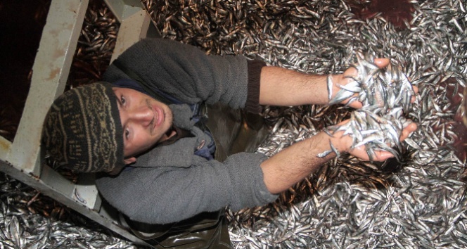 O balıklar hamsi mi çaça mı!