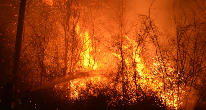Bafra&#039;da orman yangını