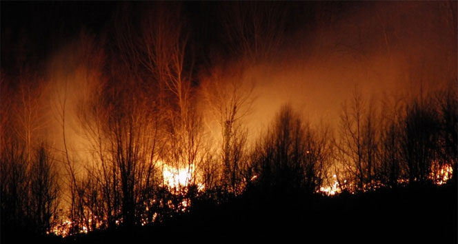 Amasra’da orman yangını