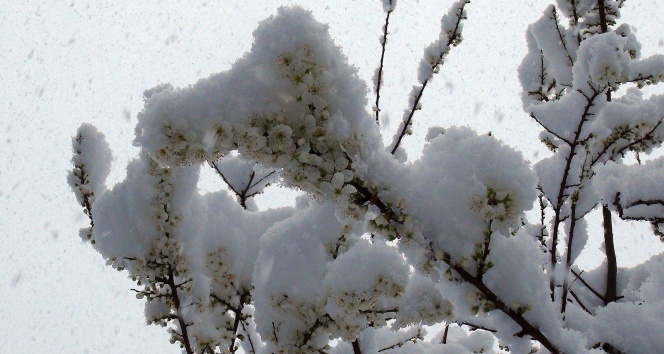 Baharın müjdecisi çiçekler kar altında kaldı