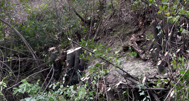 Defne ağacı kesenleri, arıcılar yakalattı