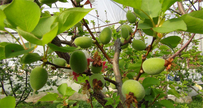 İlk kayısı çağlası hasadı Silifke'de