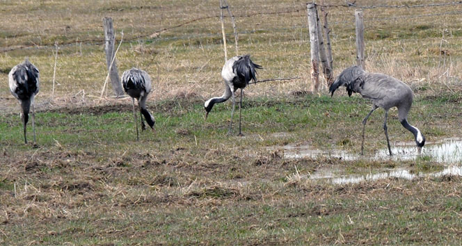 Telli turnalar 5 yıl sonra ilk kez görüldü