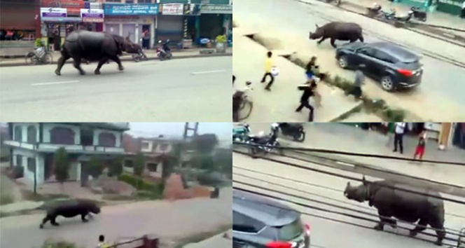 Nepal’de gergedan dehşeti: 1 ölü, 6 yaralı