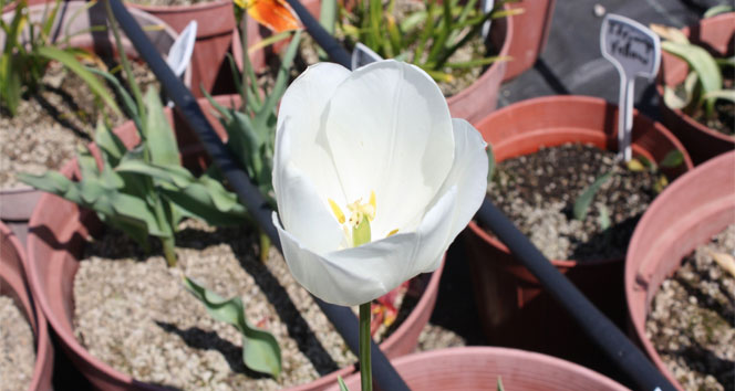 Türkiye’nin ilk yerli lale çeşitleri yetiştirildi